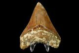 Serrated, Fossil Megalodon Tooth - Indonesia #149831-2